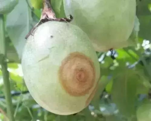 百香果树有什么病害,百香果掉叶的病害
