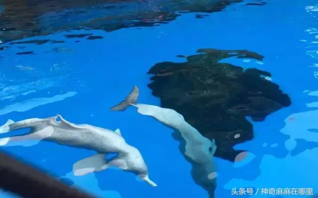 珠海长隆旅游攻略3天自由行,亲子游珠海长隆一日游攻略