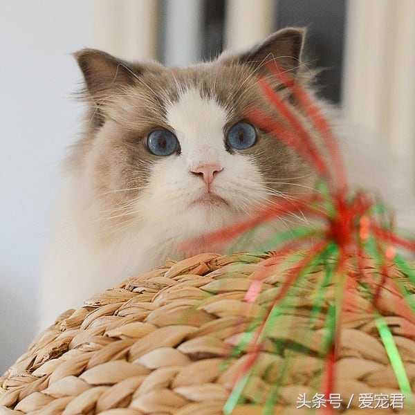 猫咪独自在家怎么避免孤独,猫咪经常在家会无聊吗