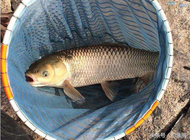 钓大鱼技巧防止切线,钓大鱼中鱼后怎么控鱼