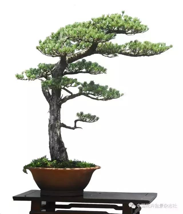 盆景的托枝和飘枝的造型,盆景托枝方法图解