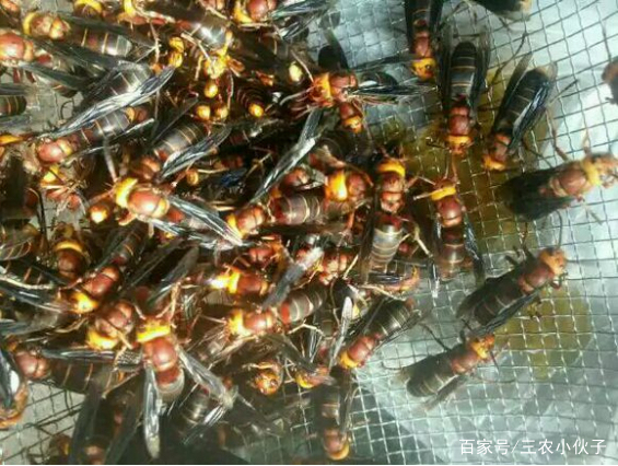 娲讳綋鑰佽渹娉￠厭,鑰佽渹鎬庝箞娉￠厭