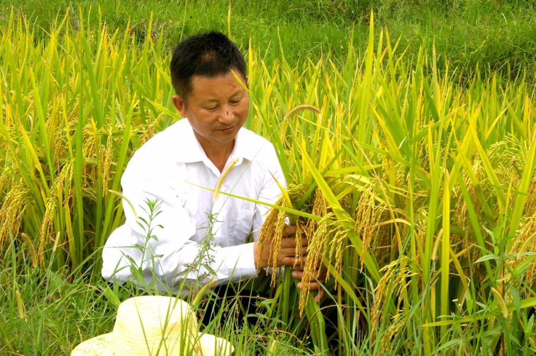 威远有一片神奇的土地，种出神奇的东西，据说吃了能长寿……