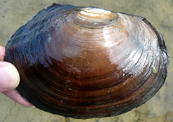 海边贝类种类,各种贝类的名称