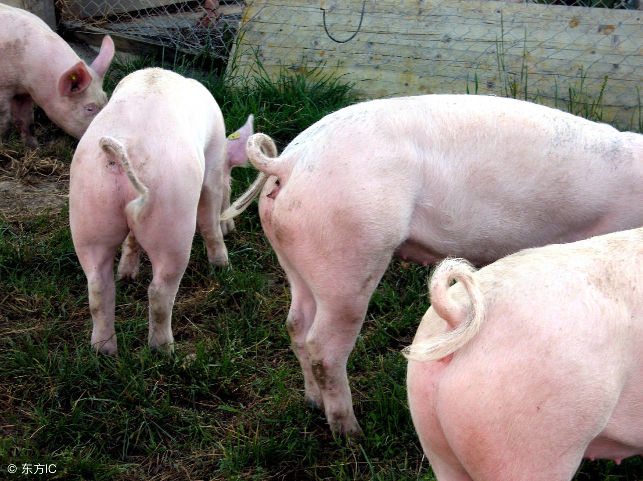 为什么有的猪场给仔猪断尾,仔猪断尾为什么会感染