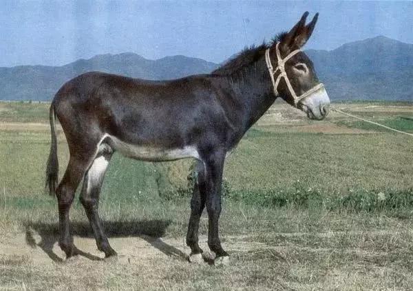 怎么区分马骡驴子,如何正确区分驴和马