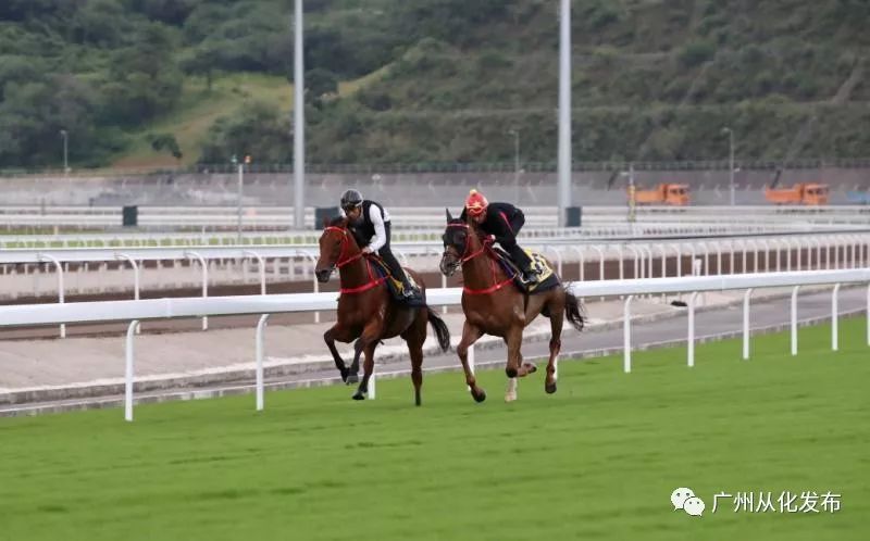 wow马术,香港赛马会从化马场