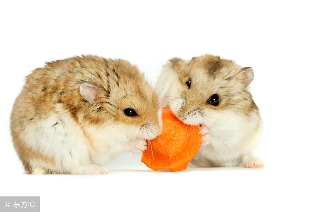 仓鼠该怎么纠正挑食,怎么预防仓鼠挑食