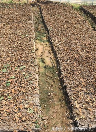 种草莓什么苗最好,种草莓是买种子好还是苗好