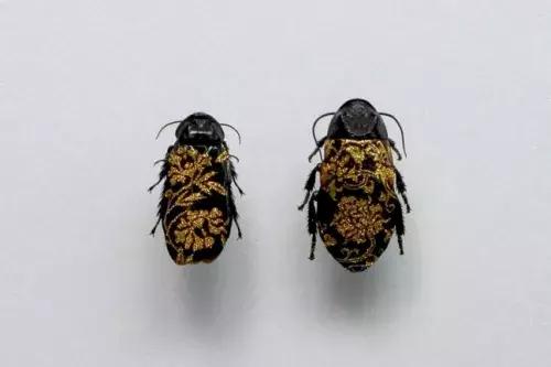 甲虫真是一种自带复古美感的生物,甲虫珍贵吗