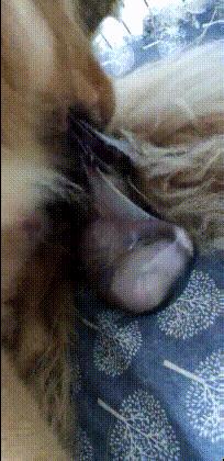 金毛生产前需要准备什么,金毛产前最明显的征兆