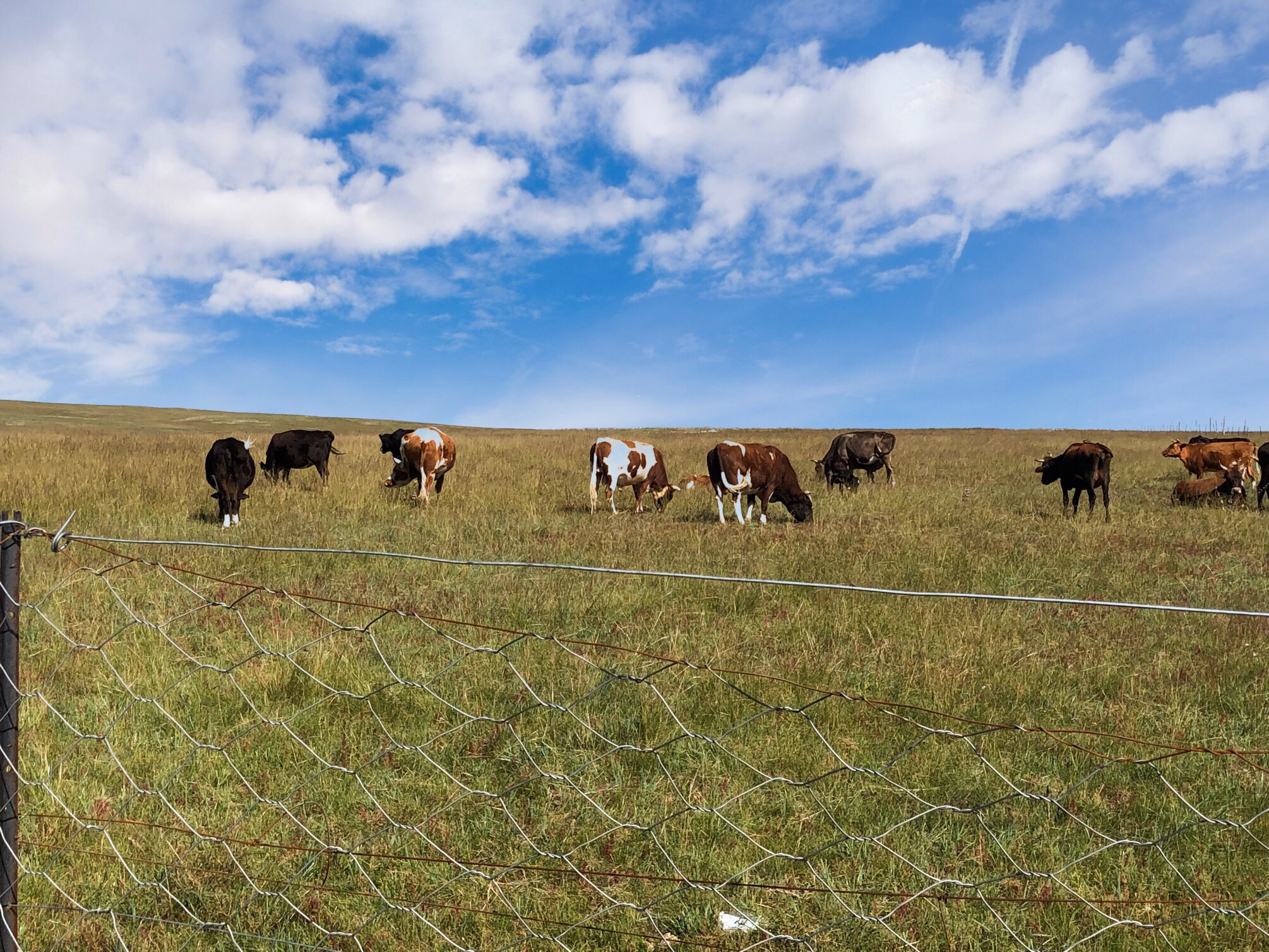 内蒙希拉穆仁草原好玩,包头希拉穆仁草原风景