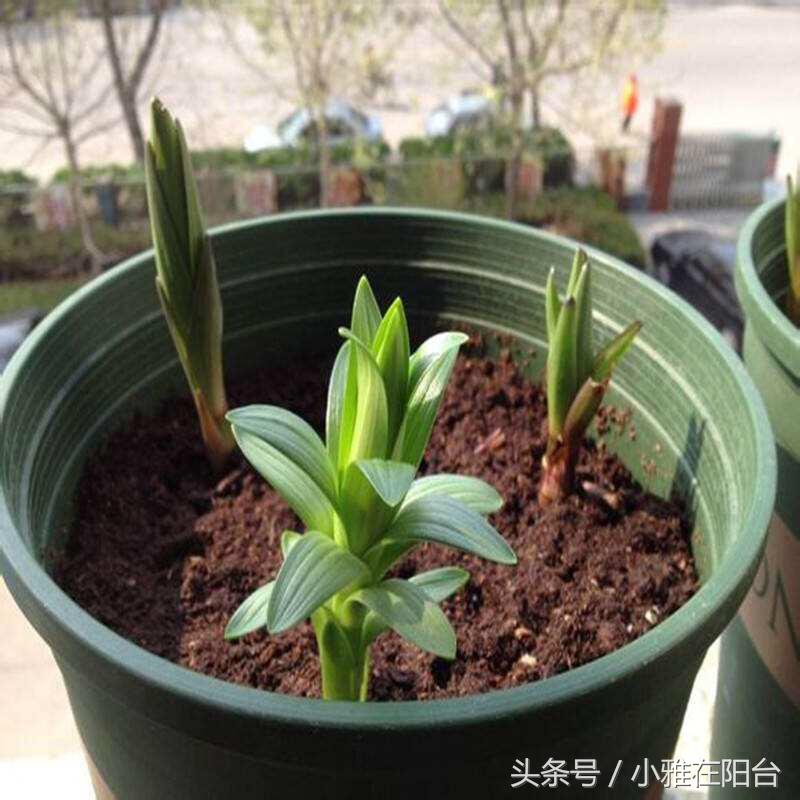 秋天种盆它,比吊兰还好养,开花一丛丛,花香满屋