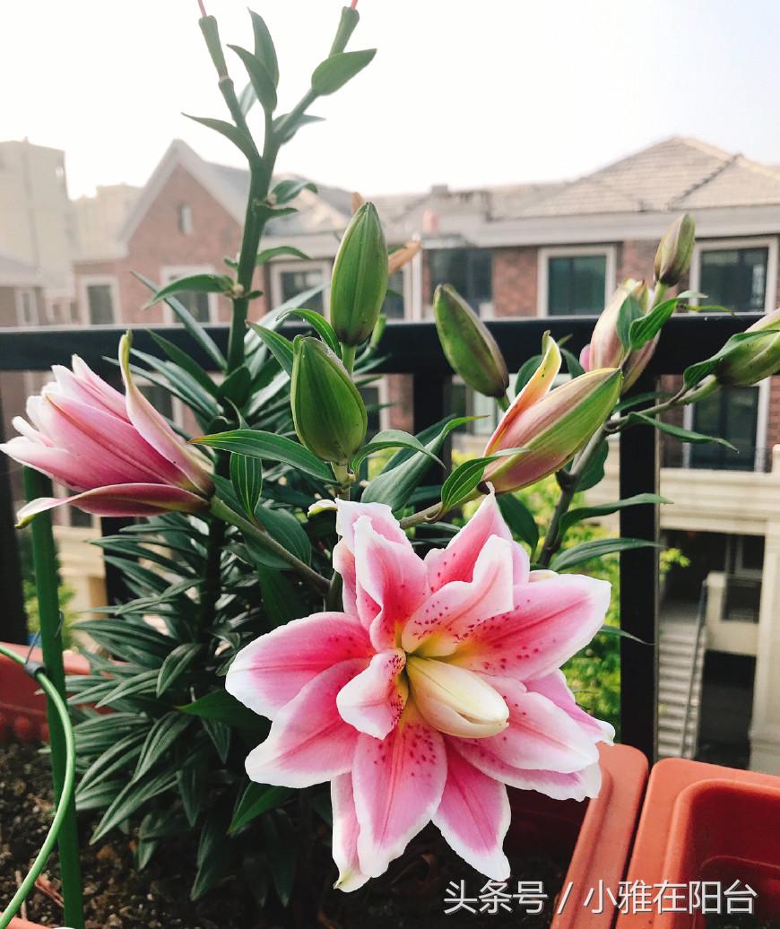 秋天种盆它,比吊兰还好养,开花一丛丛,花香满屋