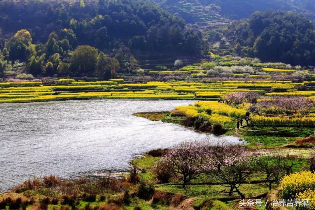 一句醉语知一个人，一杯冶荞品一座城