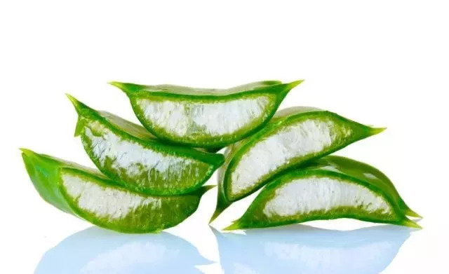 夏天多肉植物遮阳防晒神器,大树芦荟的功效与作用