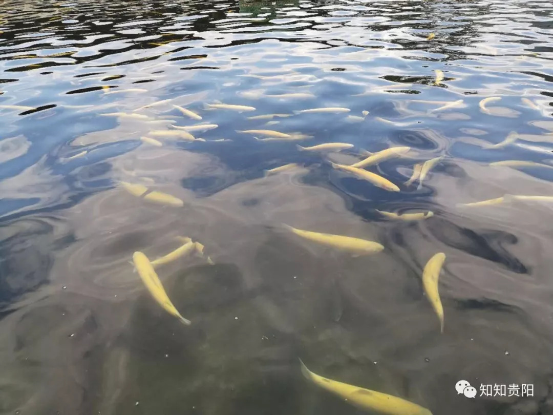 姊靛噣灞辩湅鍒版按涓椿鍖栫煶,鐭ョ煡璐靛窞