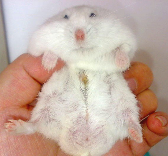 如何处理仓鼠的香腺,仓鼠香腺清理完要用碘伏吗