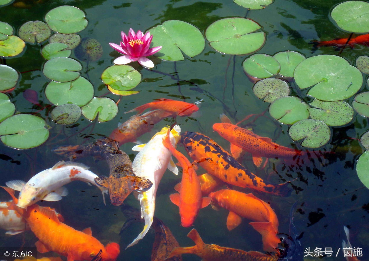 锦鲤转发有好运的图,转发锦鲤什么意思