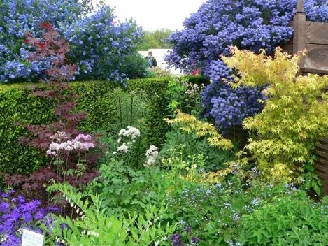 好种植的藤本植物,45种植物图片