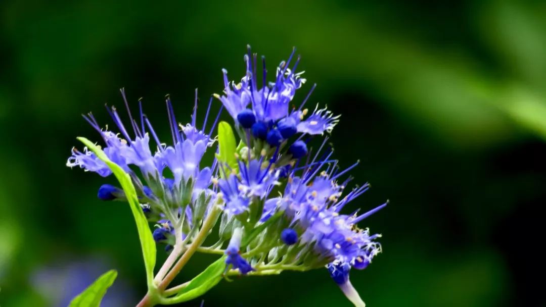 好种植的藤本植物,45种植物图片