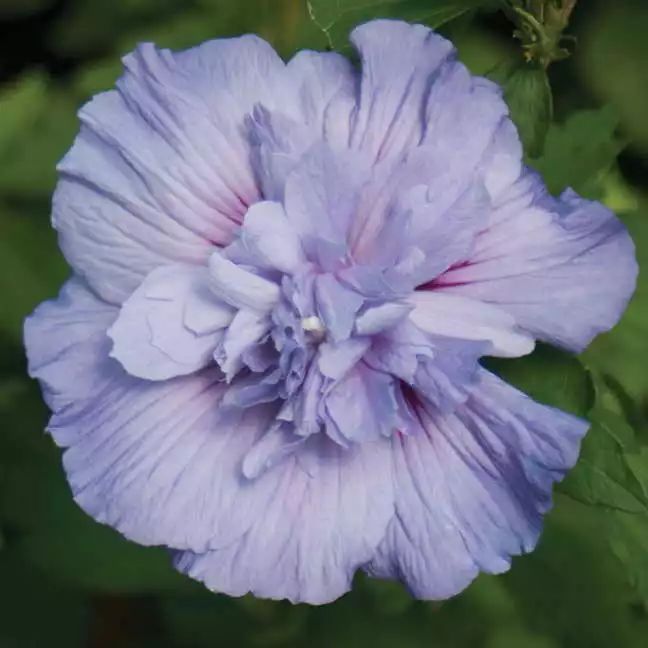 好种植的藤本植物,45种植物图片