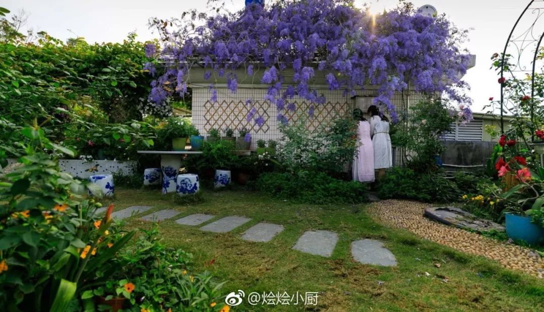 好种植的藤本植物,45种植物图片