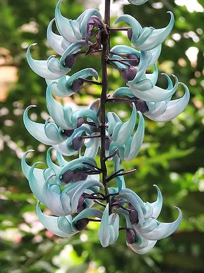 好种植的藤本植物,45种植物图片