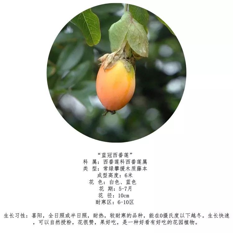 好种植的藤本植物,45种植物图片