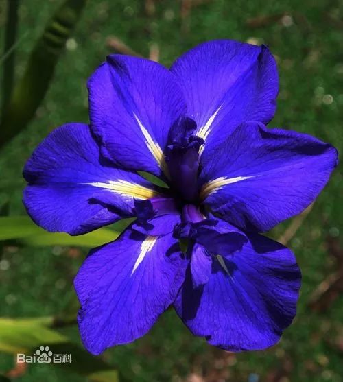 好种植的藤本植物,45种植物图片