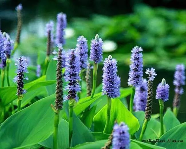 好种植的藤本植物,45种植物图片