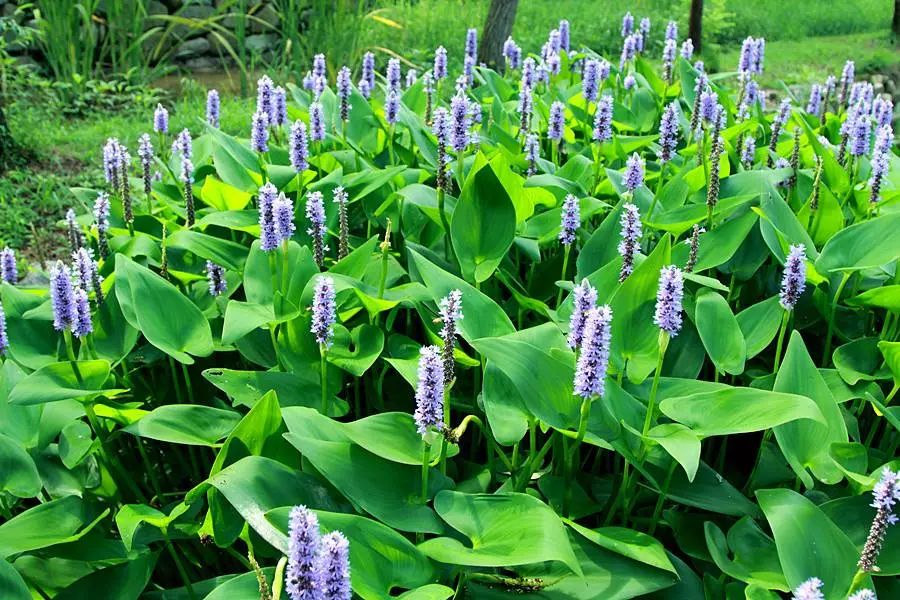 好种植的藤本植物,45种植物图片