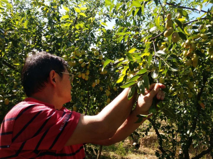 又是一年吃枣季节,又是一年槐花香美食