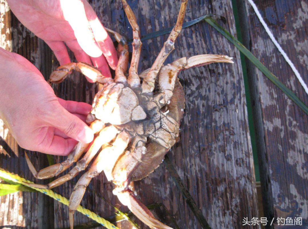 野钓怎么避免螃蟹闹窝,水库夜钓螃蟹闹窝咋办