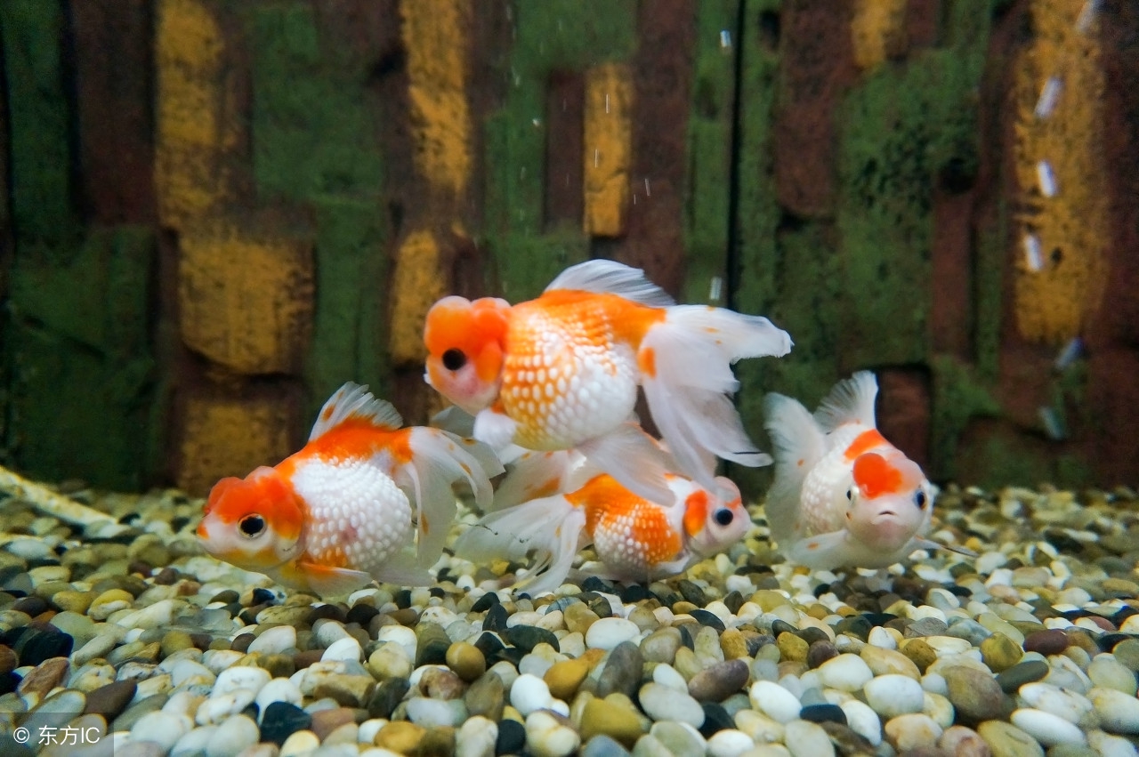 饲养金鱼的专用知识,兰寿金鱼饲养常识