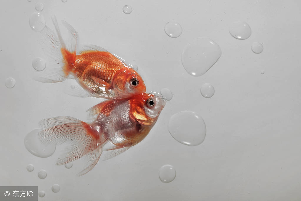 饲养金鱼的专用知识,兰寿金鱼饲养常识