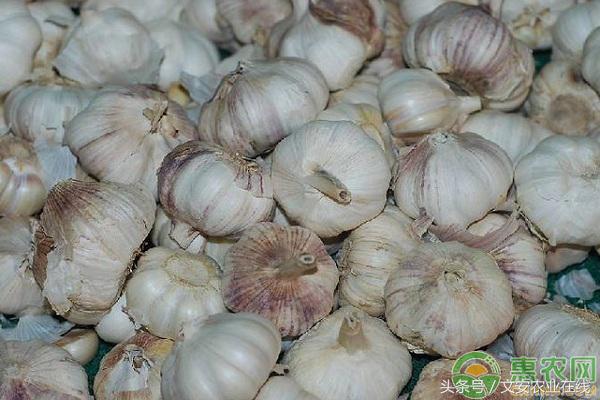 今天邳州大蒜价格最新行情动态,金乡国际大蒜贸易网上价格行情