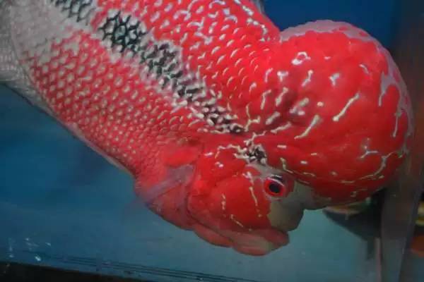 血麒麟罗汉鱼不起头什么原因,罗汉鱼多久不起头就可以扔了