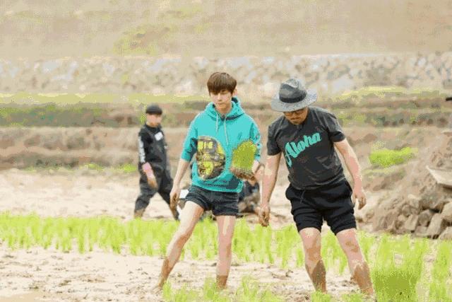 打造小菜园怎么种菜好看,自制阳台立体小菜园