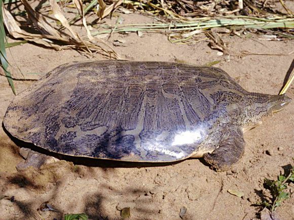 科普龟类知识视频展示,所有龟鳖类动物