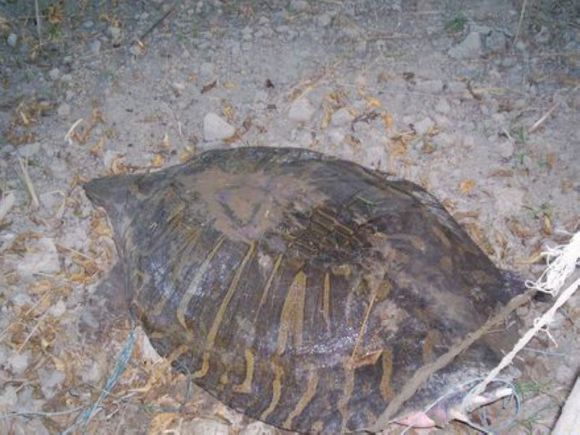 龟鳖目动物大全及图片,所有龟鳖类动物