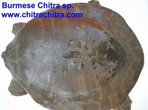 龟鳖目动物大全及图片,所有龟鳖类动物