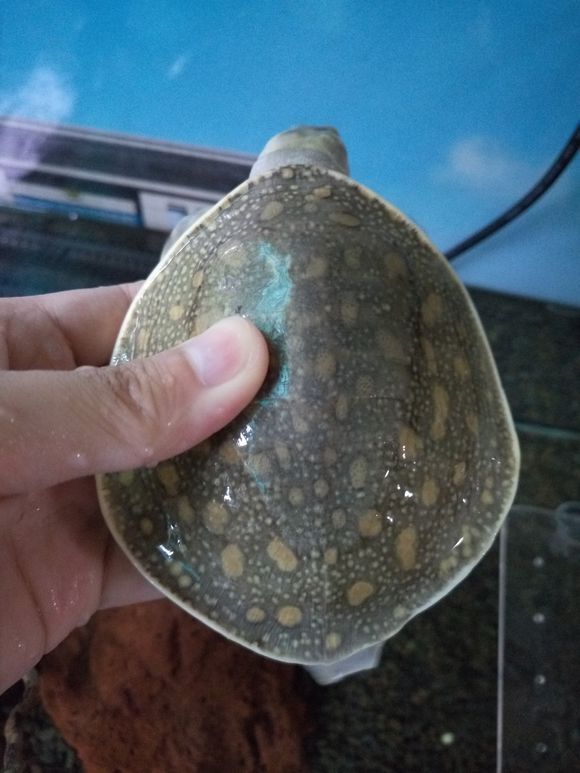 科普龟类知识视频展示,所有龟鳖类动物