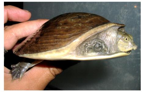 科普龟类知识视频展示,所有龟鳖类动物