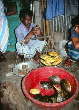 科普龟类知识视频展示,所有龟鳖类动物