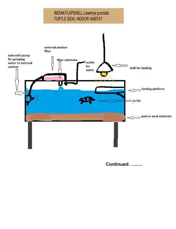 科普龟类知识视频展示,所有龟鳖类动物