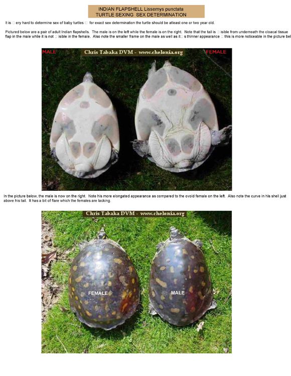 科普龟类知识视频展示,所有龟鳖类动物