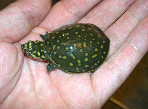 龟鳖目动物大全及图片,所有龟鳖类动物