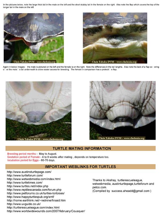 科普龟类知识视频展示,所有龟鳖类动物