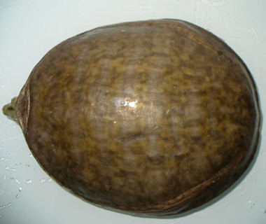 科普龟类知识视频展示,所有龟鳖类动物